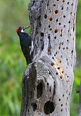 Acorn Woodpecker